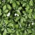 JAROLIFT Künstliche Pflanzenwand | Efeu, 200 x 100 cm